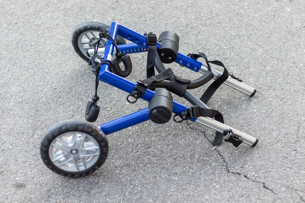 Beton kaldırımda köpekler için tekerlekli sandalye.