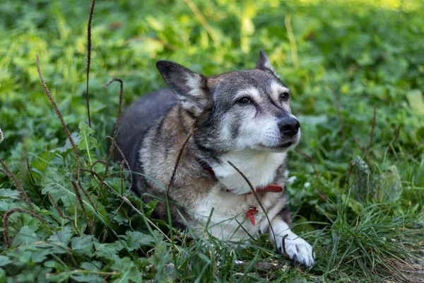 Outdoor portrait of a happy old dog lying in green grass.