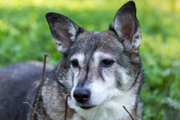 Внешний Портрет Старой Собаки Серой Шерстью — стоковое фото