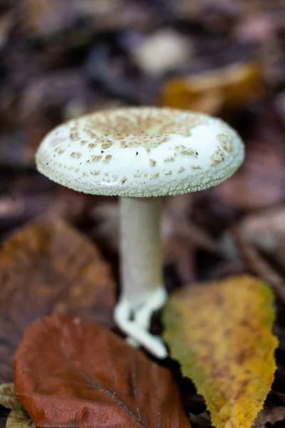 秋天森林里的Mushroom Amanita Citrina 又名假死亡帽 — 图库照片