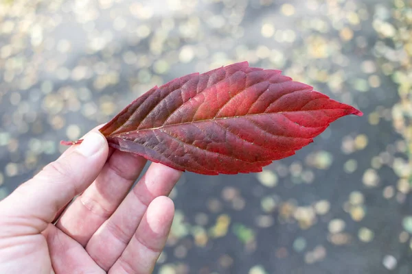 가까이 가랑잎 — 스톡 사진