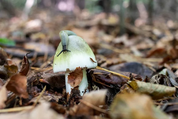 Escargot Sur Une Casquette Mortelle Amanita Phalloides Champignon Dans Forêt — Photo