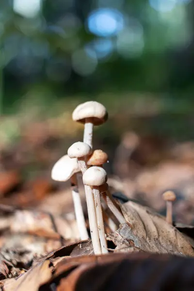 Svampar Hypholom Höstskogen — Stockfoto