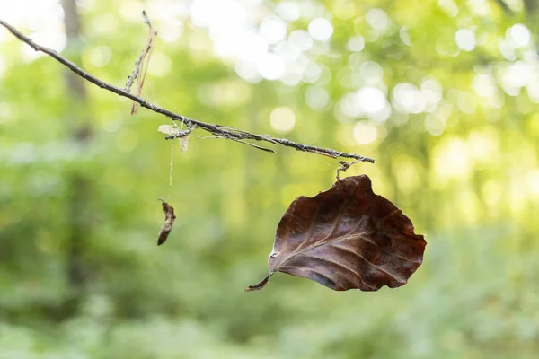 秋天干枯的橡树叶挂在公园的蜘蛛网上 — 图库照片