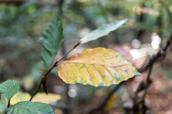 Cabang Pohon Dengan Daun Kuning Taman Musim Gugur — Stok Foto