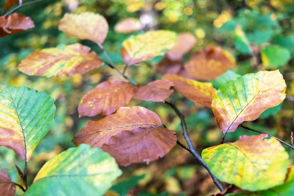 Gałąź Żółtymi Brązowymi Suchymi Liśćmi Jesiennym Lesie — Zdjęcie stockowe