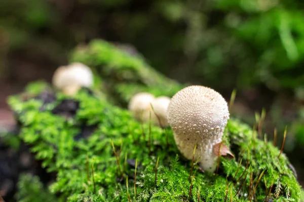 Champignons Sauvages Lycoperdon Perlatum Puffball Commun Poussant Forêt — Photo