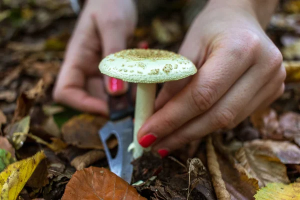 Svampar Hand Med Kniv Skär Svampen Amanita Begreppet Svampförgiftning — Stockfoto