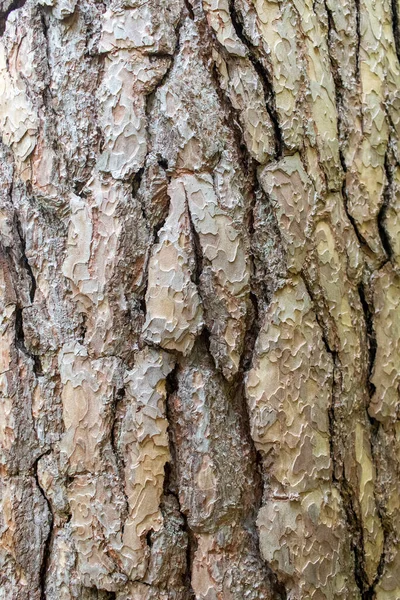 Kabartmalı Eski Bir Çam Ağacı Kabuğu Kabuk Dokusu Arkaplanı — Stok fotoğraf
