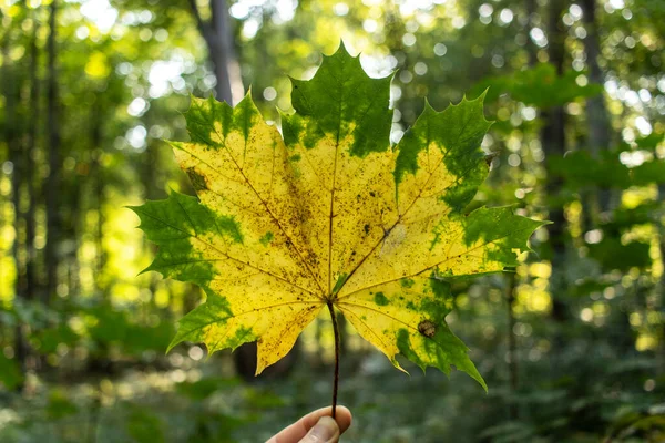 Ręcznie Trzymając Żółty Jesienny Liść Klonu Las Jesienny — Zdjęcie stockowe