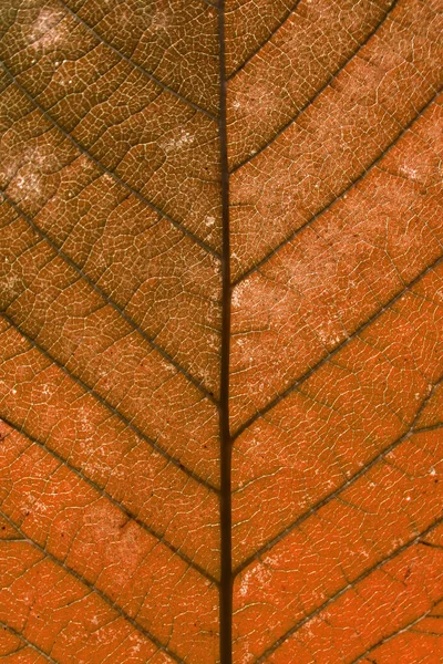 Dry brown autumn leaf, extreme close-up.