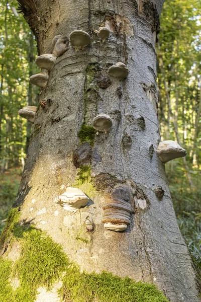 Svamp Ganoderma Växer Trädstam Skogen Närbild — Stockfoto