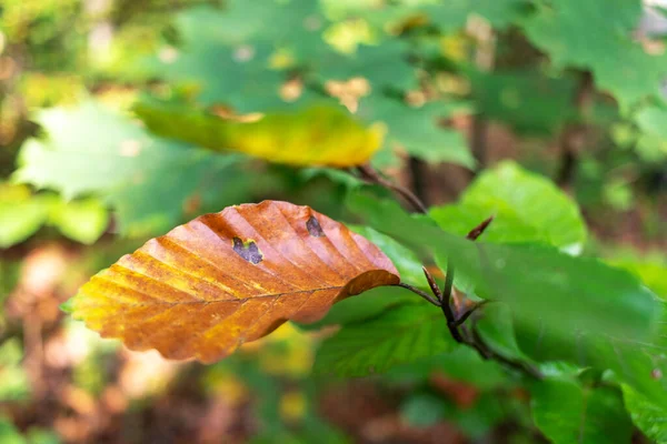 Gałąź Żółtymi Liśćmi Jesiennym Lesie — Zdjęcie stockowe