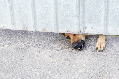 Köpek burnu dışarı bakar ve metal kapının altından havlar..