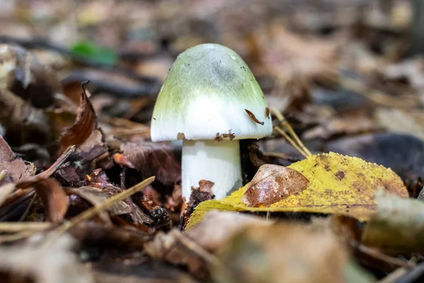 Champignon Toxique Mortel Amanita Phalloides Chapeau Mort Dans Forêt — Photo