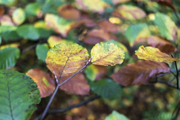 秋天公园里黄叶的分枝 — 图库照片