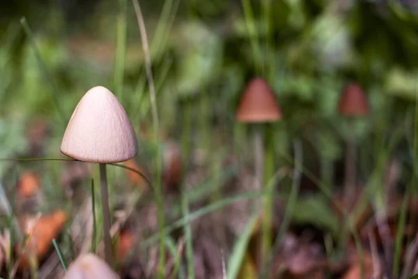 Vilda Bruna Svampar Coprinellus Växer Skogen — Stockfoto