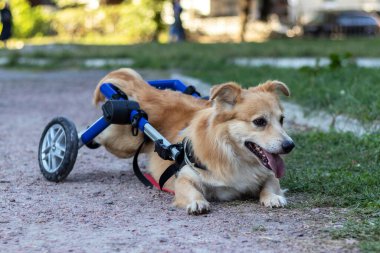 Özürlü bir köpeğin hayatında bir gün. Parkta yürürken mutlu köpek.