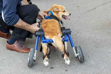 Sahibi sakat köpeğini tekerlekli sandalyeye oturttu. Yaşlı köpeğin hayatının bir günü..