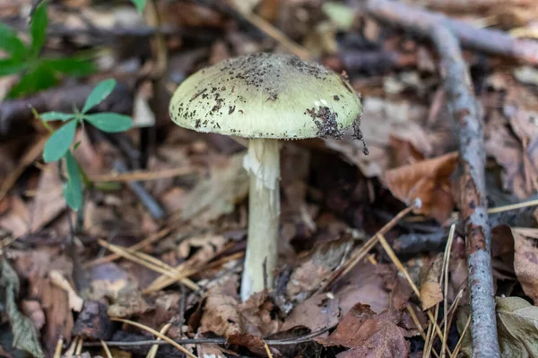 Champignon Toxique Mortel Amanita Phalloides Chapeau Mort Dans Forêt — Photo