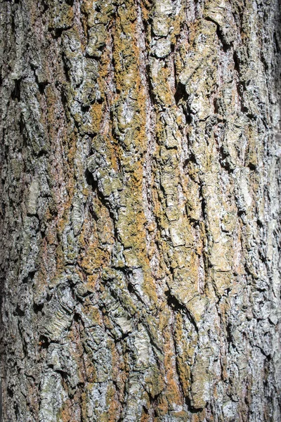 Embossed Bark Old Oak Bark Texture Background — Stock Photo, Image