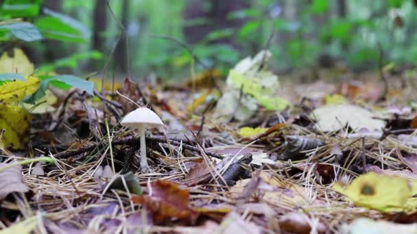 Zbliżenie Jesiennych Liści Spadających Mały Grzyb Lesie — Wideo stockowe