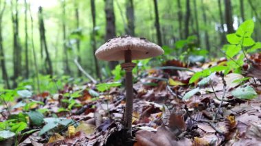 Ormandaki büyük mantarların üzerine düşen sonbahar meşe yaprağı ve çam kozalağı..