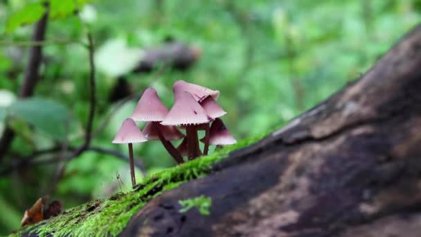 秋天干枯的树叶落在森林里一棵老树干上的一群瘦小的蘑菇上 — 图库视频影像