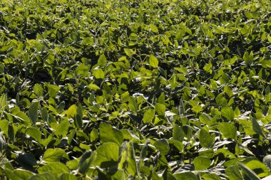 Soya tarlası. Soya fasulyesi çiftliği. Soya fasulyesi bitkileri yakın plan.. 