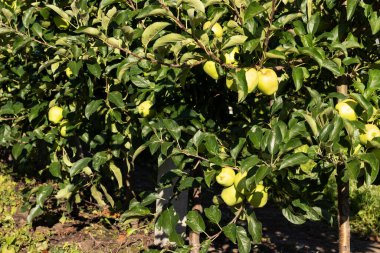 Meyveli genç elma ağaçları bahçesi. Organik meyveler.