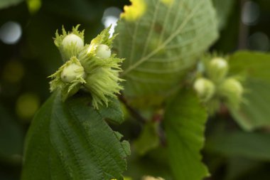 Genç meyveli fındık ağacı. Yakın plan..
