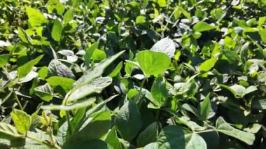 Soya tarlası. Soya fasulyesi çiftliği. Soya fasulyesi bitkileri yakın plan..