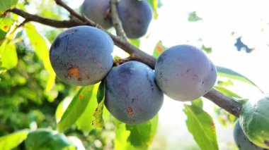 Mavi erik bahçesi. Organik meyveler yakın plan.