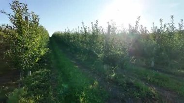 Genç elma ağaçları bahçesi. Organik bahçe işleri..