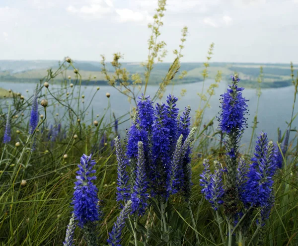 Блакитні Квіти Бакота Бей Україна Сонячний День — стокове фото