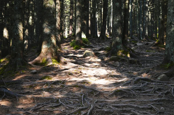 Sendero Sobre Viejas Raíces Árboles — Foto de Stock