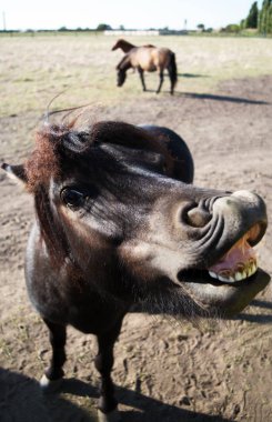 Vahşi bozkırda gülümseyen midilli. Safari çölde ulusal biyo Askania Nova, Ukrayna.
