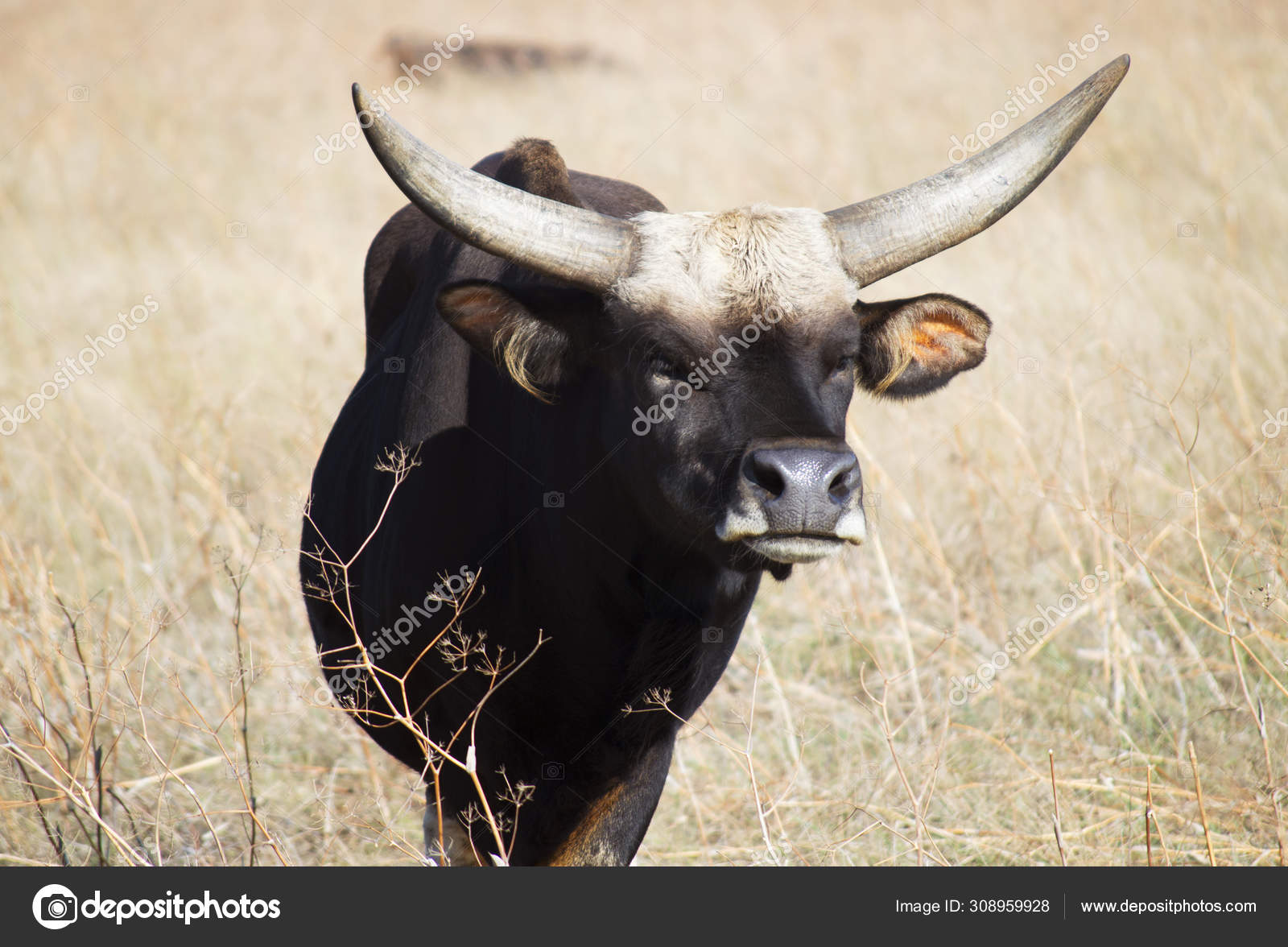 Buffalo Wild Steppe Safari Desert National Bio Askania Nova Ukraine Stock Photo Image By C Traumer44