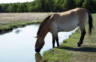 Przewalski'nin vahşi bozkırdaki atı. Safari çölde ulusal biyo Askania Nova, Ukrayna.