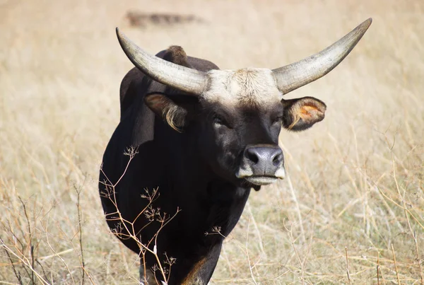 Vahşi bozkırda buffalo. Safari çölde ulusal biyo Askania Nova, Ukrayna.