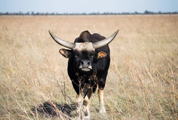 Vahşi bozkırda buffalo. Safari çölde ulusal biyo Askania Nova, Ukrayna.