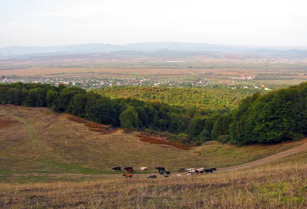 Panoramatický Výhled Údolí Khust Buvolí Karpatskými Horami Ukrajina Horizontální Výstřela — Stock fotografie