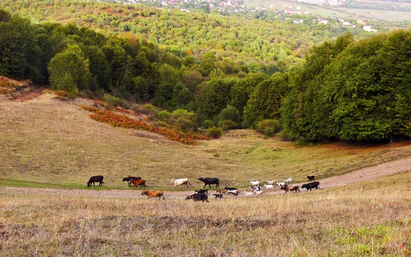 Bufalolar Karpat Dağları Ukrayna Ile Khust Vadisinin Panoramik Görünümü Yatay — Stok fotoğraf