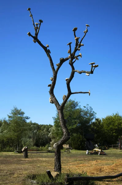 Installation on dry tree with stones instead of leaves