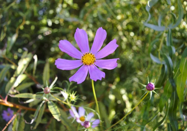 Parktaki Güzel Mor Çiçek Yaz Zamanı — Stok fotoğraf