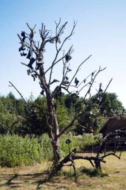 Kuru ağaçta yaprak yerine çizme kurulumu