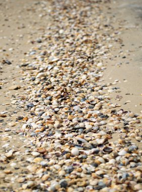 Deniz kıyısındaki küçük deniz kabuklarının arka planı. Sahilde çeşitli küçük deniz kabuğu desenleri var..