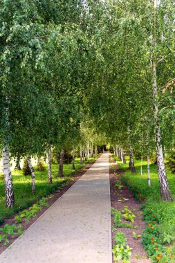 Ağaçların arasında asma yol