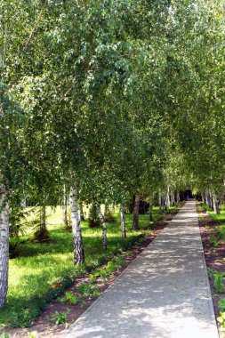 Ağaçların arasında asma yol