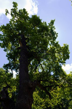 18 yüzyılda Ukrayna 'nın Dykanka şehrinde Kochubey ailesi tarafından yetiştirilen meşe ağacı. 